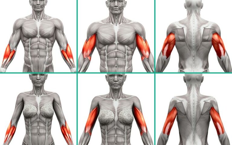 Hanteltraining der Arme | Bizeps, Trizeps, Unterarm Übungen