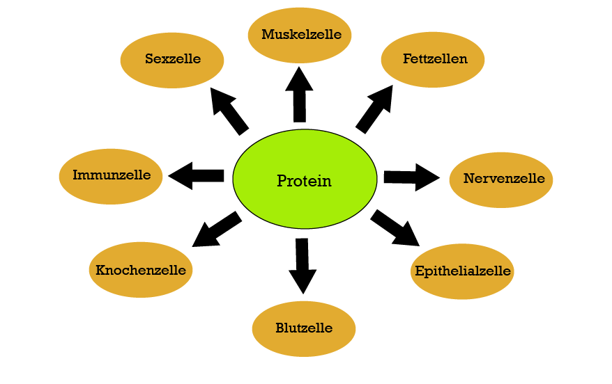 Proteine spielen in der PSMF Diät eine zentrale Rolle